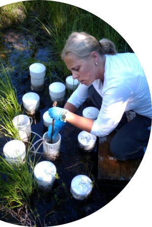 person bent over pvc wells in a wetland